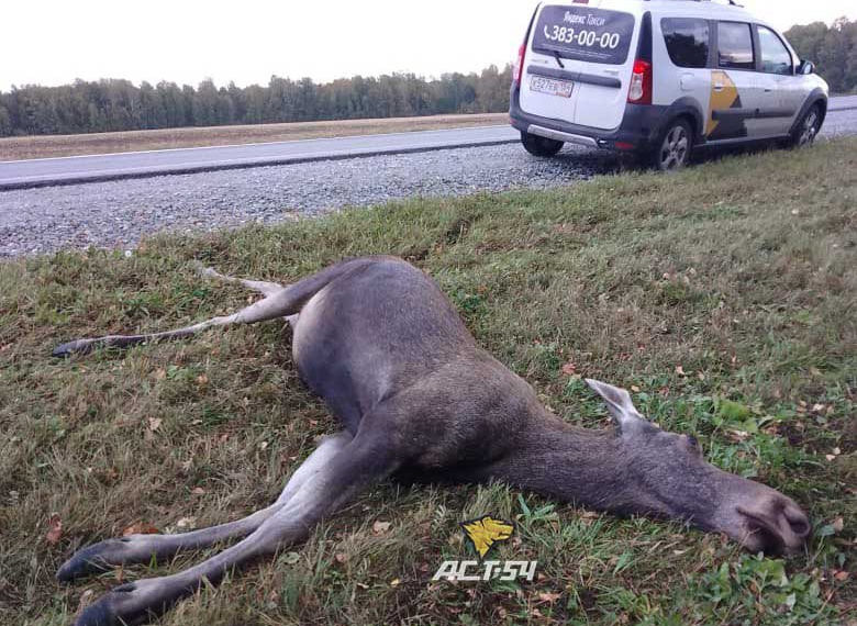 Кроссовер вылетел в кювет после столкновения с лосем под Новосибирском
