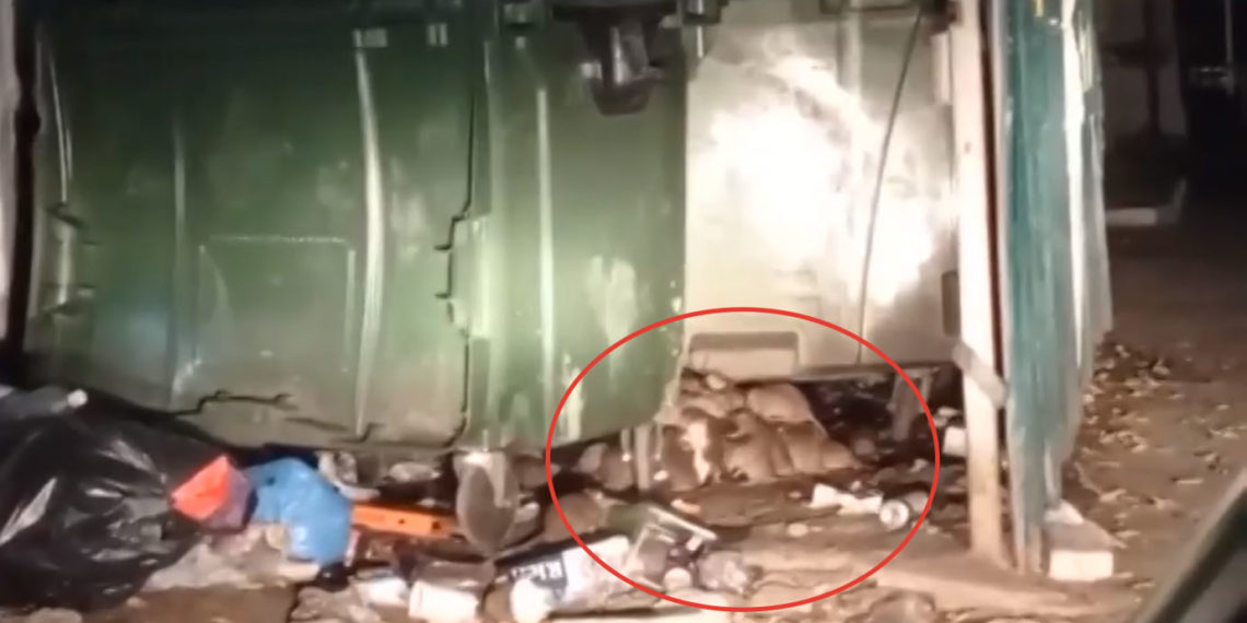 Полчище крыс нашло пристанище недалеко от площади Калинина в Новосибирске