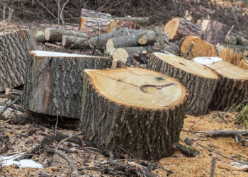 Черные лесорубы ответили перед судом за вырубки на 21 млн рублей