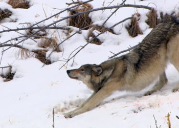 Голова пещерного волка из Сибири подарила миру научное открытие