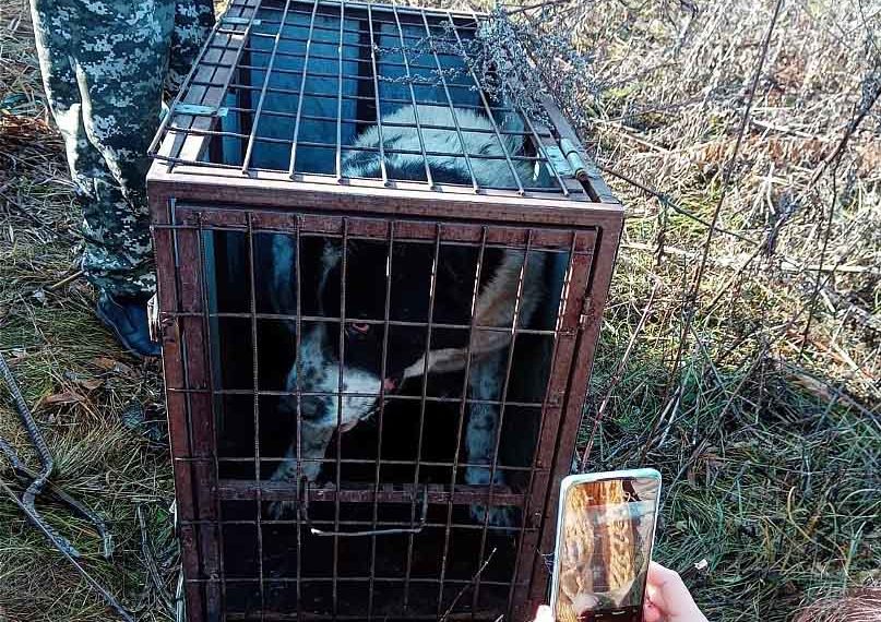 Алабай сутки дожидался помощи в заброшенном погребе под Новосибирском