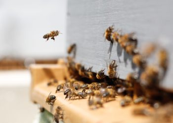 В Новосибирской области к гибели пчел привело распыление пестицидов против капустной моли