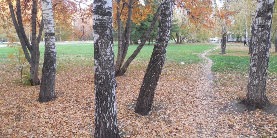 Перепад температур в 21 градус принесут выходные Новосибирской области