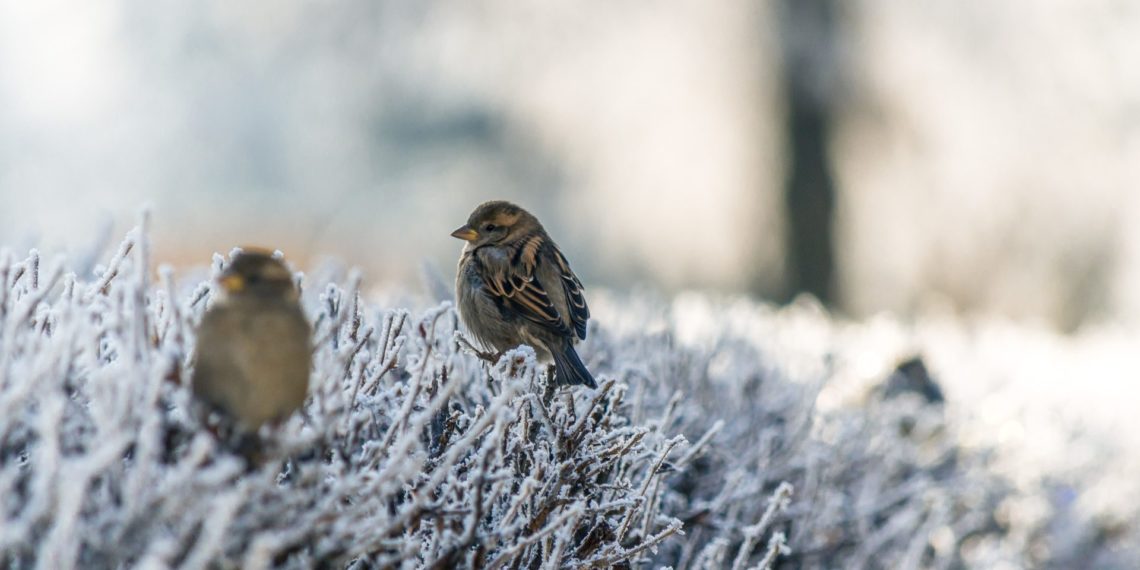 Заморозки до -12 и туманы — синоптики дали прогноз погоды на понедельник