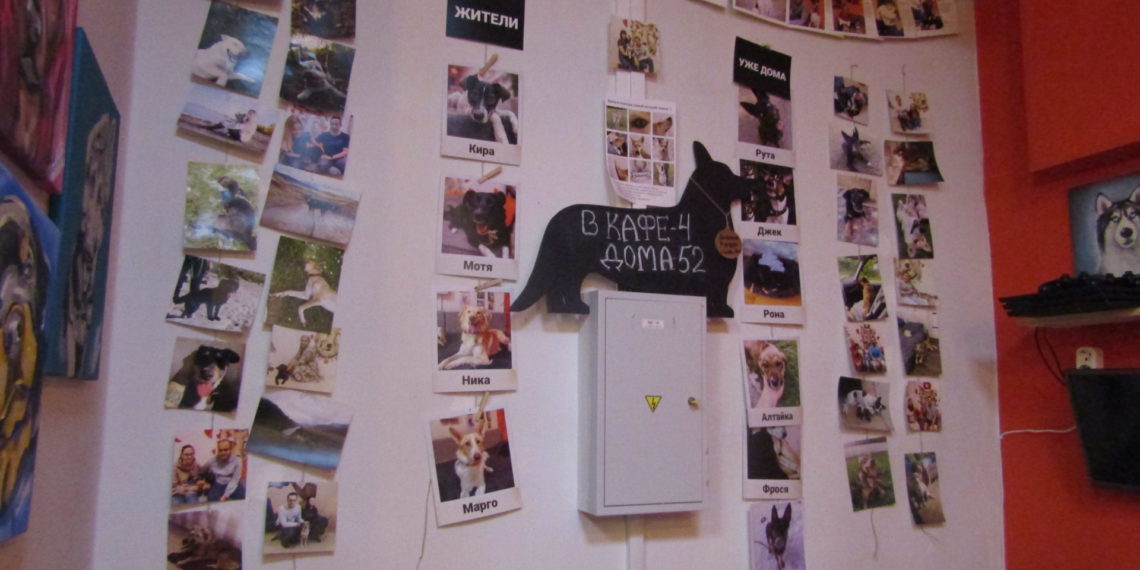 Первое в России пёсокафе закрылось и пристраивает никому не нужных собак