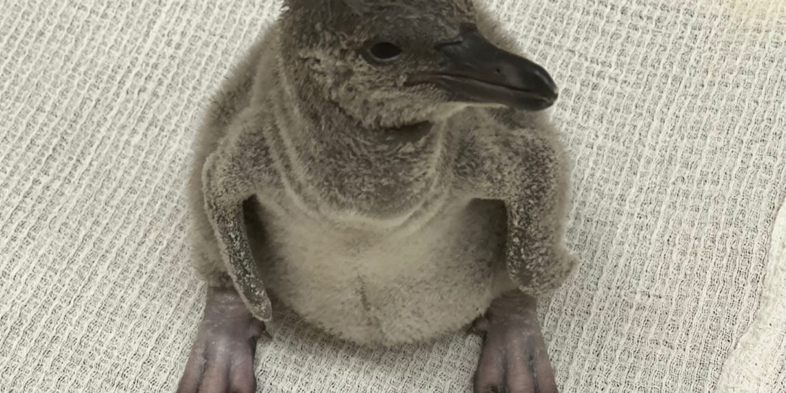 В Новосибирском зоопарке родился пингвиненок