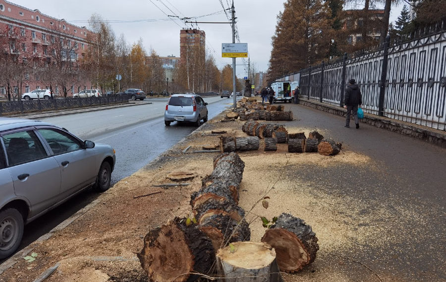 Огромные многолетние тополя снесли на Красном проспекте