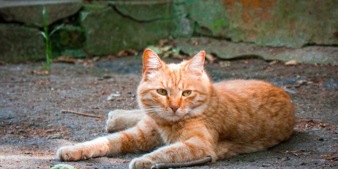 Почти каждый третий россиянин забрал своего питомца с улицы