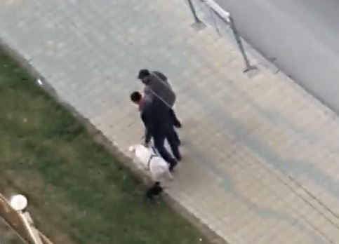 Свинью на двух ошейниках выгуливали в Новосибирске