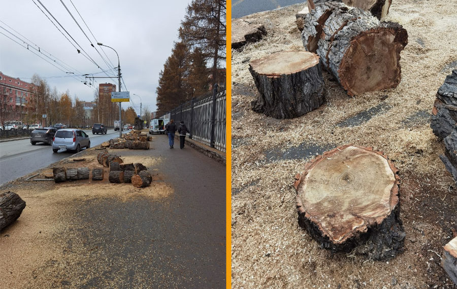 Огромные многолетние тополя на Красном проспекте заменят на сирень