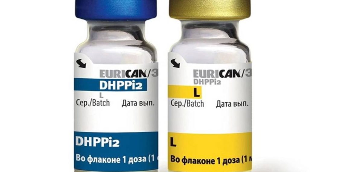 Фальшивые вакцины для кошек и собак распространяют в Новосибирской области