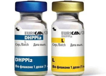 Фальшивые вакцины для кошек и собак распространяют в Новосибирской области