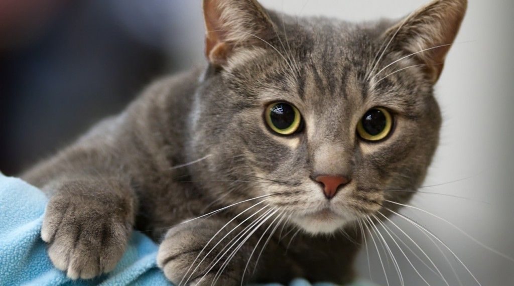 Шесть кошек заживо сварились в новосибирском приюте