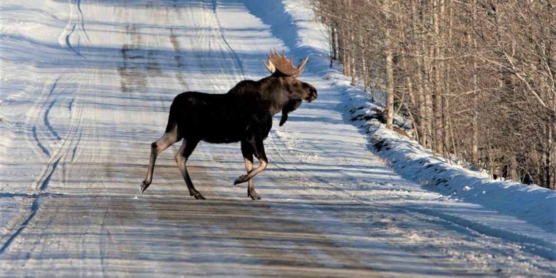С начала года в НСО во время ДТП на автотрассах погибли почти 90 лосей и косуль
