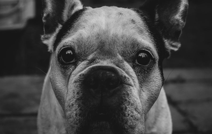 Количество домашних питомцев планируют ограничить в квартирах новосибирцев