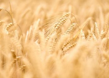 Новосибирские ученые создают российский сорт ячменя для пивоварения