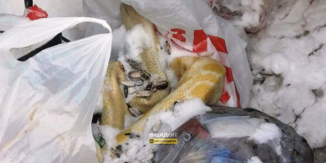 В Новосибирске жители обнаружили в мусорном баке огромного питона