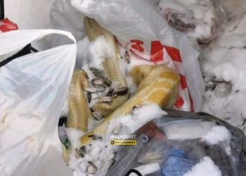 В Новосибирске жители обнаружили в мусорном баке огромного питона