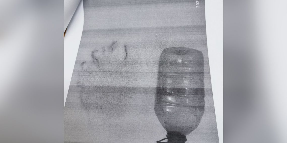 Оставил следы на берегу Оби: опасный медведь подобрался к Новосибирску