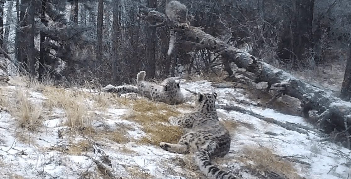 Три котенка снежного барса появились на свет в Саяно-Шушенском заповеднике