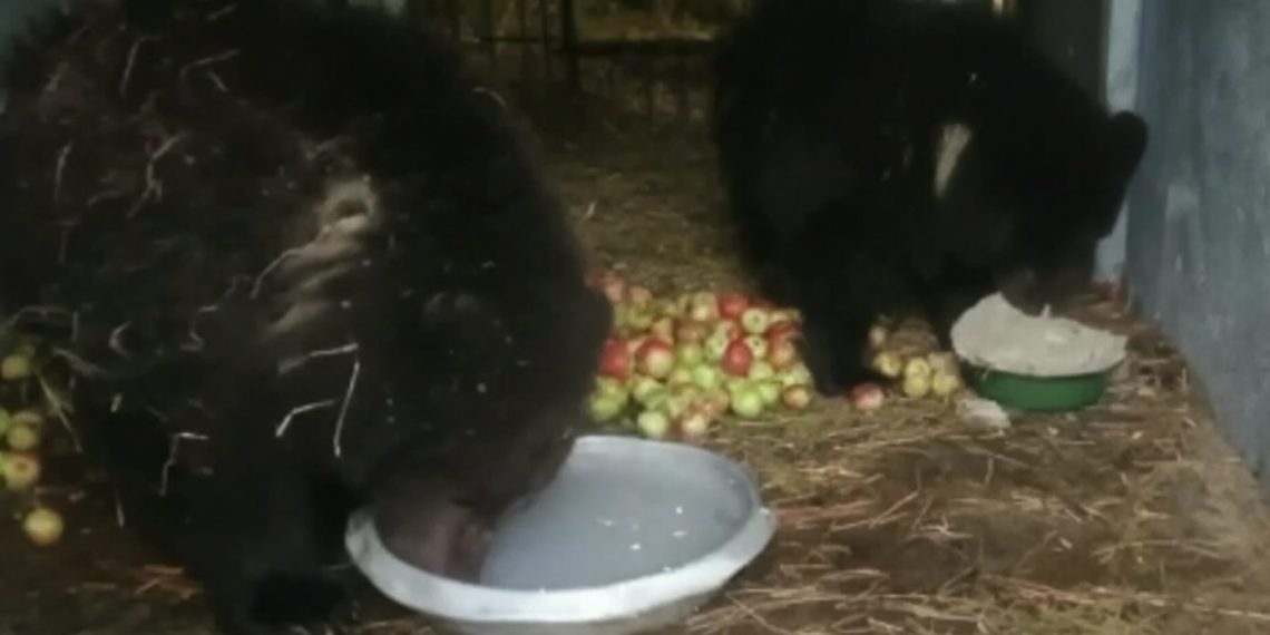 Реабилитологи показали, как теперь живут осиротевшие медвежата Яша и Мишель из Новосибирска