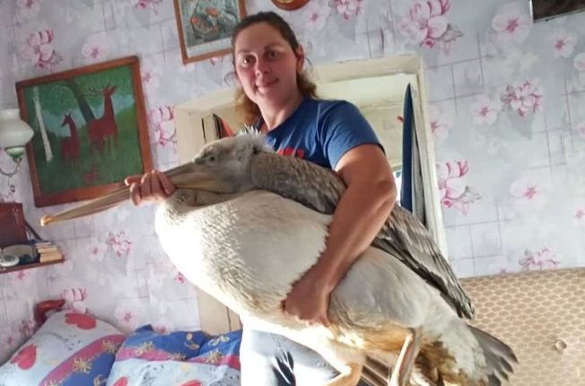 Заводчик кур спас пеликана Гришаню в Омске