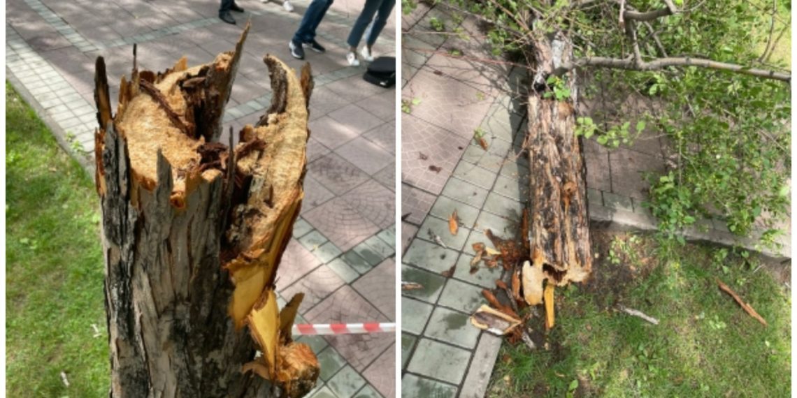 Директора «Горзеленхоза» отправили под суд за упавшее дерево в Новосибирске