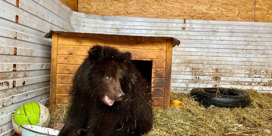 Осиротевшие медвежата «с обочины» улетели из Новосибирска