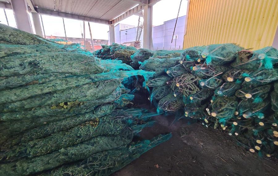 Первые новогодние елки привезли в Новосибирск для продажи