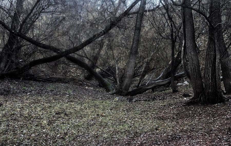 Более 1 млн рублей потратят на вырубку деревьев в Кировском районе Новосибирска