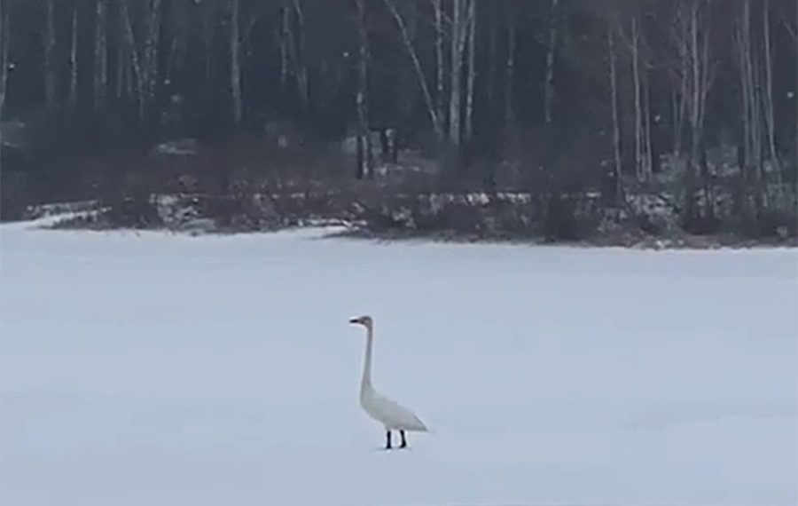 Принципиальный лебедь отказался покидать замерзающее озеро в Кольцово