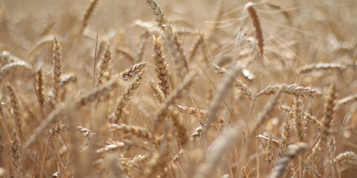 Сбер усилил поддержку агропредприятий Сибири