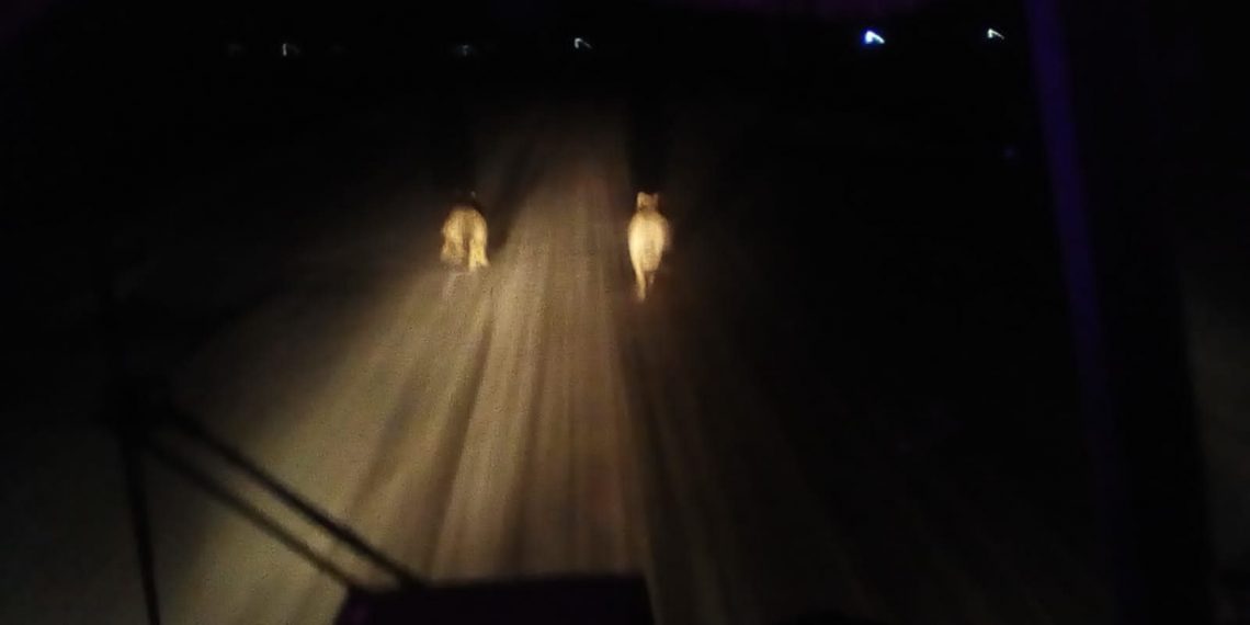 Напугавшая новосибирское село стая волков бесследно исчезла