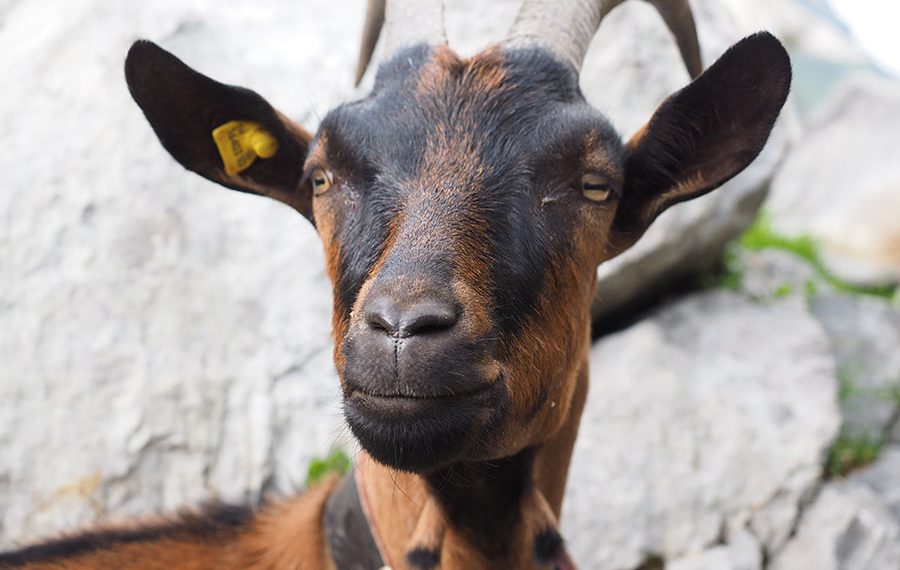 Энцефалитом заразился двухмесячный ребенок от козьего молока