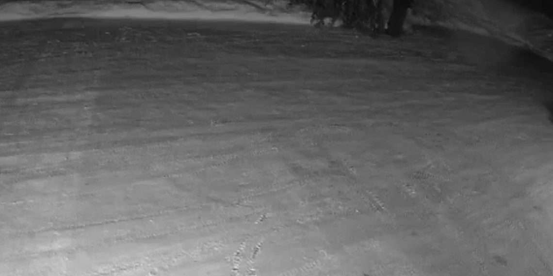 Новосибирец под покровом ночи спилил елку во дворе многоэтажки