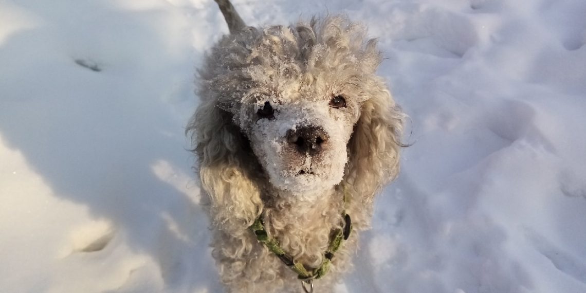 Не пойман — не пёс: отлов бродячих животных резко сократился в Новосибирске