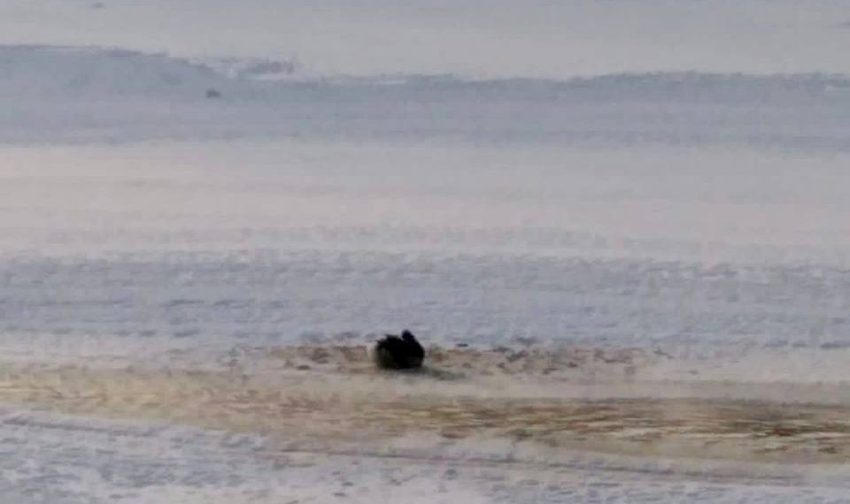 Утка примерзла к реке Иня под Новосибирском