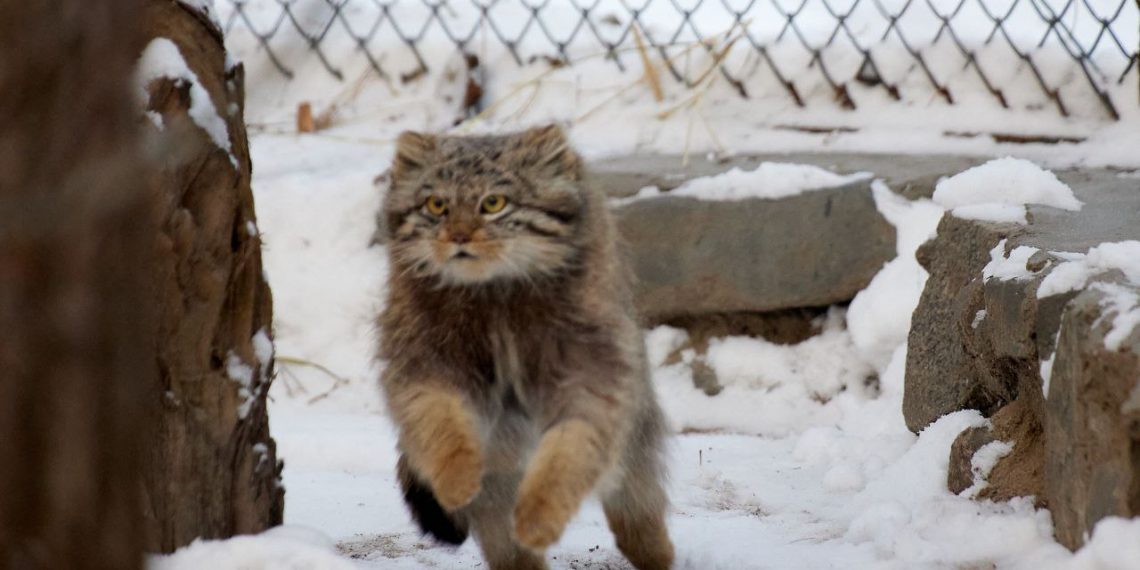 Манул Снежинка со скоростью ветра донеслась до кипера, чтобы выпросить мышь — видео