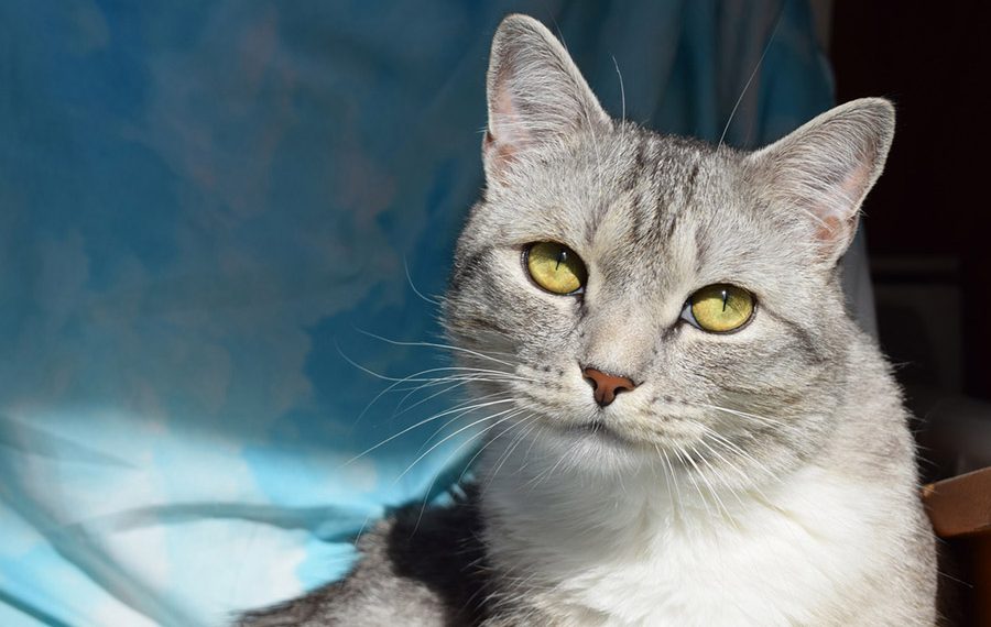 Жители Новосибирска назвали основные угрозы имуществу в квартире