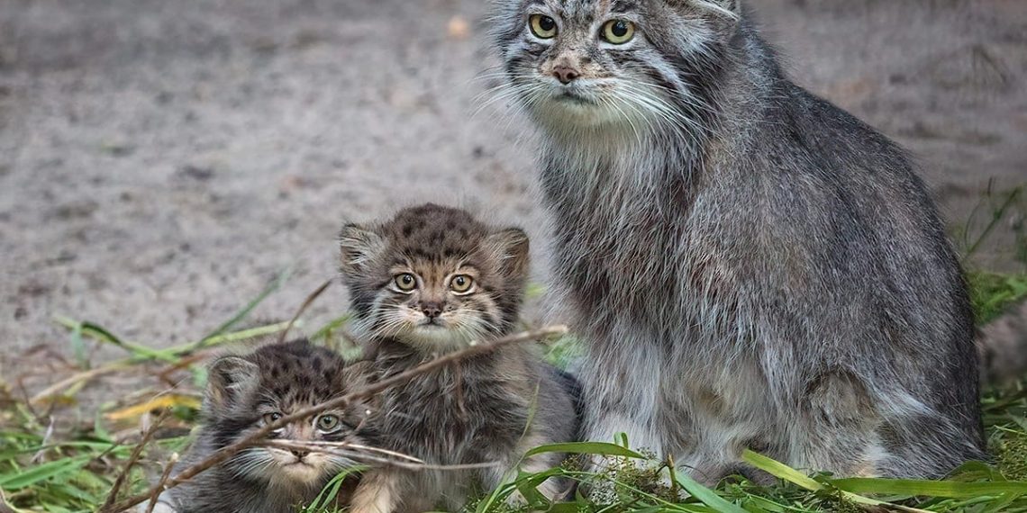 Двое манулов из Новосибирского зоопарка переедут жить в Барнаул