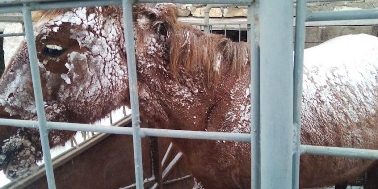 В Сибири покалеченную лошадь забрали с мороза неравнодушные люди