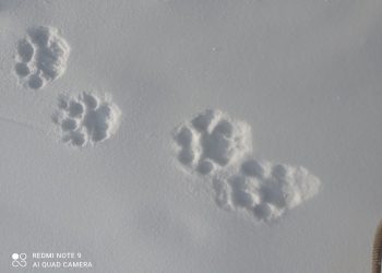 В сибирском заповеднике обнаружили следы снежных барсов впервые за 20 лет