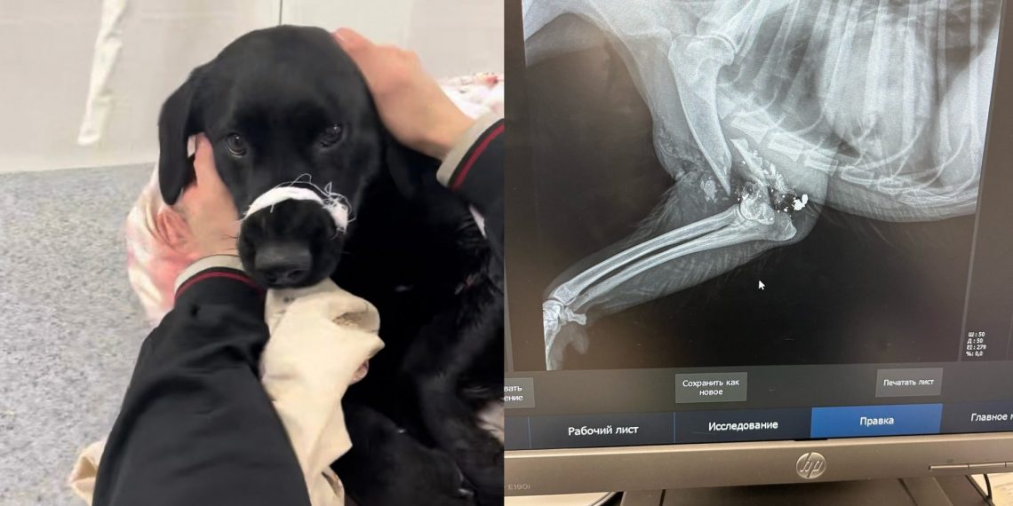 Щенка с двумя огнестрельными ранениями спасают в Новосибирской области