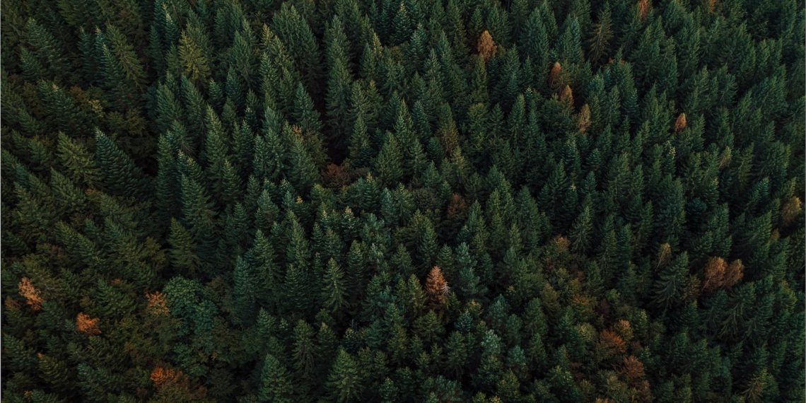Подрядчика обвиняют в махинациях с соснами в Новосибирской области