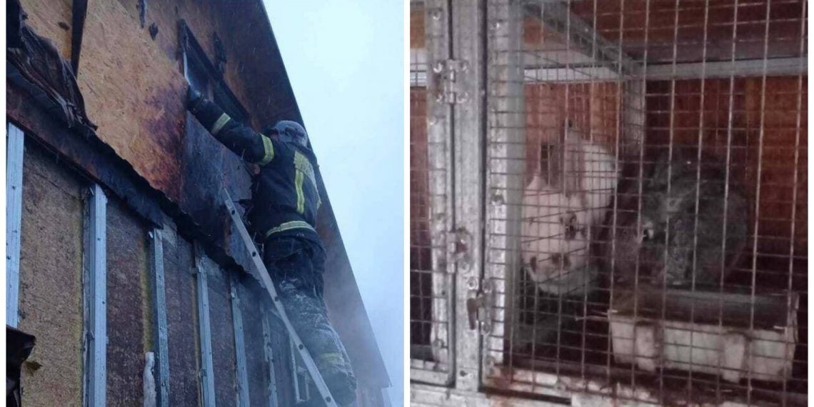 Восемь символов 2023 года спасли из пожара в Новосибирске