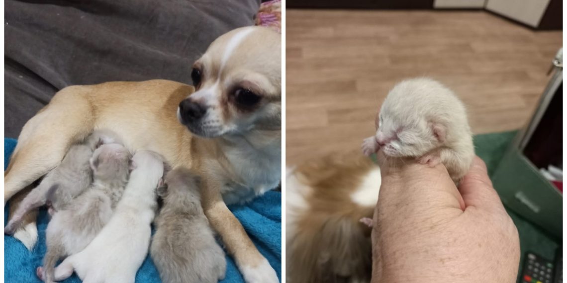 «Кормит и охраняет»: чихуахуа стала мамой трех котят в Новосибирске