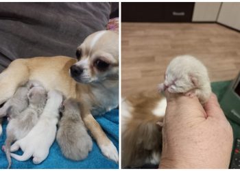 «Кормит и охраняет»: чихуахуа стала мамой трех котят в Новосибирске