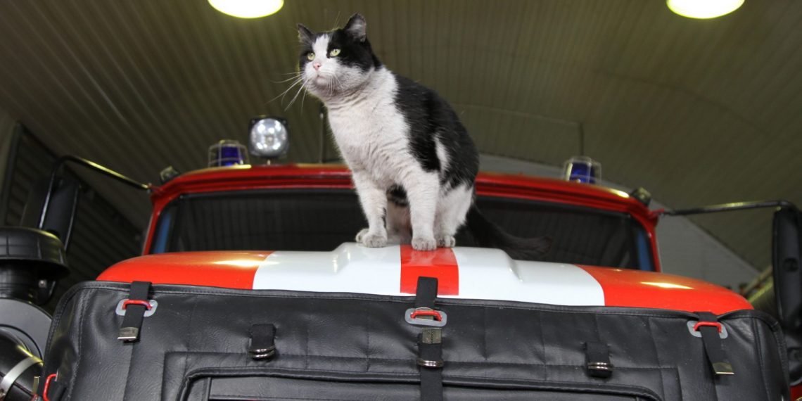 Кот-талисман пожарных Гидрант умер в Новосибирске