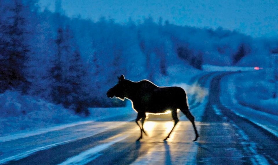 Девять лосей и шесть косуль погибли на дорогах Новосибирской области с начала года