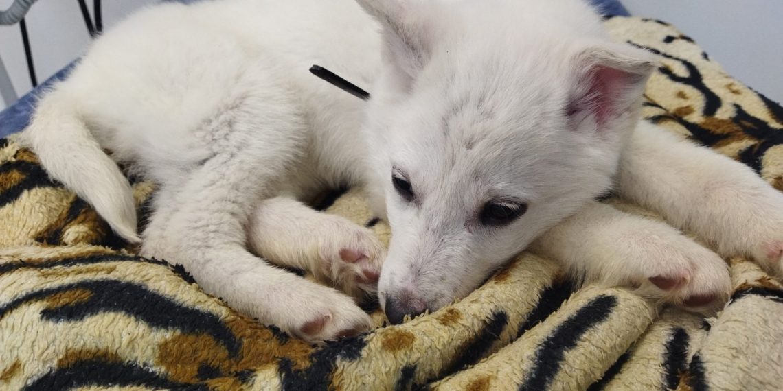 Подбросили на СТО: белоснежного щенка без языка спасают волонтеры в Новосибирске